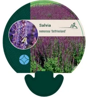 Staude-Salvie